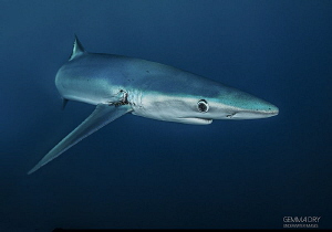 Blue Shark off Cape Point - South Africa by Gemma Dry 